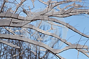 Winter Landscape after Snow Storm