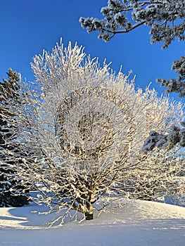 Winter landscape and snow tree