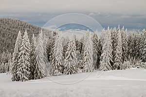 Winter landscape with snow and tree