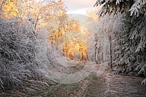 Winter landscape - snow tree rime branches sparkle in the rays of the golden bright sunlight