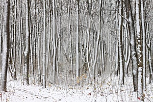 winter landscape with snow on tree trunks