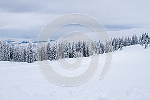 Winter landscape with snow and trees