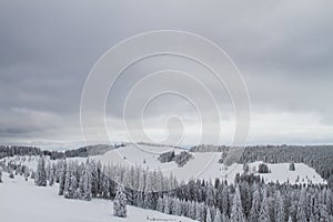 Winter landscape with snow and trees