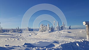 Winter landscape snow trees
