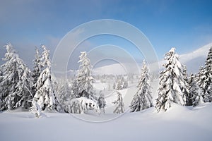 Winter landscape with snowdrifts in the mountain forest