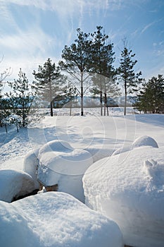 Winter landscape with snowdrifts and oines