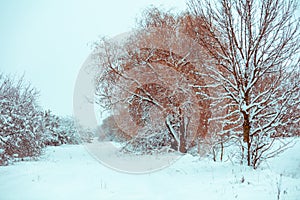 Winter landscape in snowfall. Snowy country road