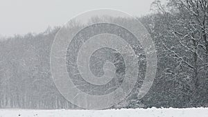 Winter landscape during snowing