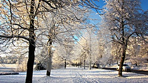 Winter Landscape with A Snowy Alley in The Sunshine