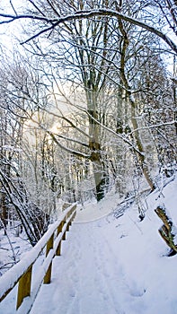 Winter landscape. Snowy day in the park. Sunny frosty day.