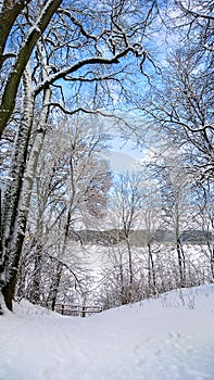 Winter landscape. Snowy day in the park. Sunny frosty day.