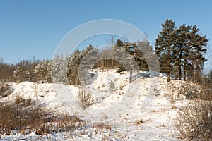 Winter landscape with snowy field and pine trees on a mountain slope with blue sky. Northern landscape
