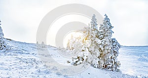 Winter landscape with snowy fir trees