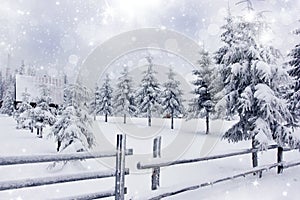 Winter landscape with snowy fir trees ad fence