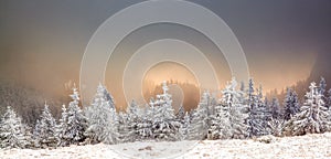 winter landscape with snowy fir trees in the mountains