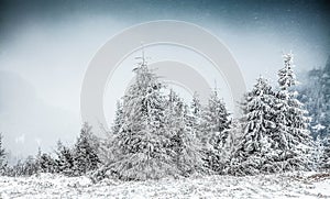 winter landscape with snowy fir trees in the mountains