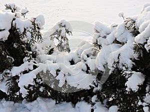 Snowy fir  trees in january wood