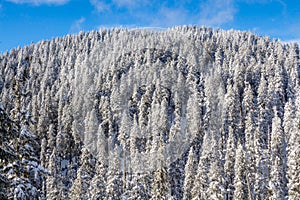 Winter landscape with snowy forest high in the mountains in a sunny day