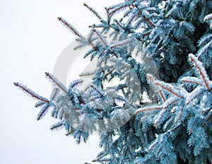 Winter landscape in snowy forest. Pine branches covered with snow in cold winter weather.