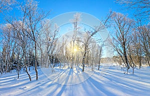 Winter landscape - snowy forest and real sun. The untouched snow sparkles. The trees are covered with frost. Snowy winter