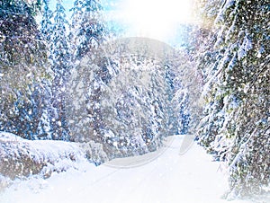 Winter landscape with snowy forest, road and sun. Rhodope Mountains, Bulgaria