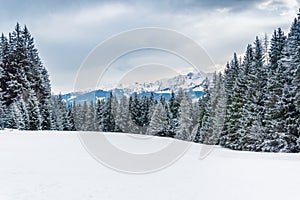 Winter landscape with snowy forest and snow-covered mountains in Schmittenhohe, Zell am See, Austrian Alps