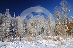 Winter landscape with snowy forest in winter under dark blue sky