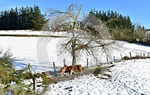 Winter landscape with snowy mountain, forest and cows with blue sky. Ancares, Lugo, Galicia, Spain.