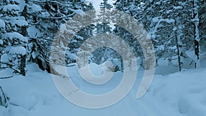 Winter landscape snowy mountain forest in snowstorm. Road for snowmobiles among snow-covered firs. Winter Russia