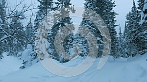 Winter landscape snowy mountain forest in snowstorm. Road for snowmobiles among snow-covered firs. Winter Russia