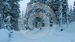 Winter landscape snowy mountain forest in snowstorm. Road for snowmobiles among snow-covered firs. Winter Russia