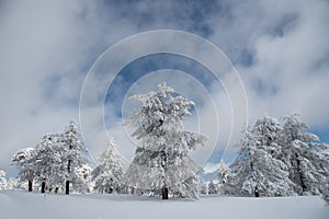 Winter landscape in snowy mountain frozen snow covered fir trees against blue cloudy sky.