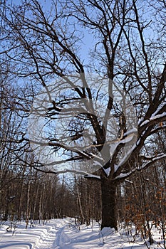 Winter landscape with snowy path and old oak tree