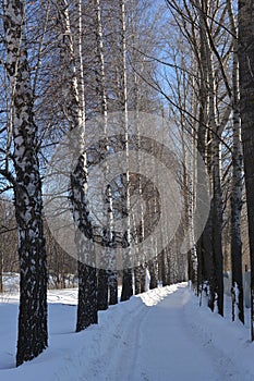 Winter landscape with snowy road between birch and poplar trees