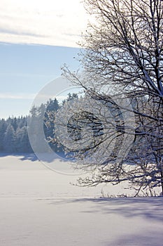 Winter landscape, snowy tree with blue sky