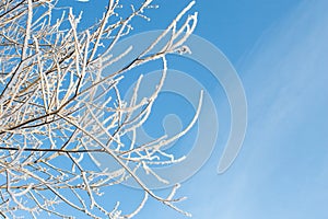 Trees wrapped in snow against the blue sky