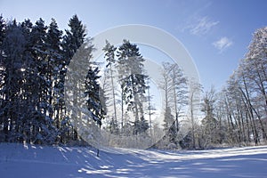 Winter landscape, snowy trees