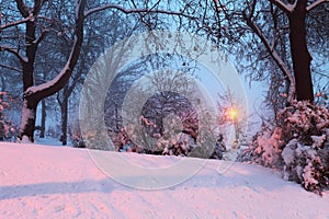 Winter landscape with snowy trees