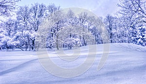 Winter landscape with snowy trees along the winter park - winter snowy scene in vintage tones