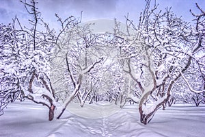 Winter landscape with snowy trees along the winter park - winter snowy scene in vintage tones