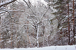 Winter landscape. Snowy trees, frost, big snowdrifts and snowfall
