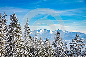 Winter landscape with snowy trees and mountains