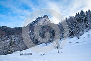 Winter landscape with snowy trees and rocky mountain