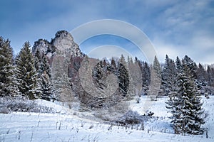 Winter landscape with snowy trees and rocky mountain