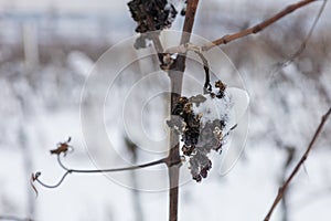 Winter landscape of snowy vineyard. Grapes in the vineyard covered with snow