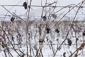 Winter landscape of snowy vineyard. Grapes in the vineyard covered with snow