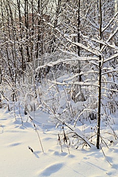 Winter landscape. Snowy winter field and frozen plants. Sunny day. Russia