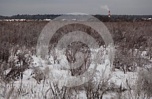 Winter landscape with the snowy winter field and frozen winter plants at sunset. Scene of winter nature in central Russia