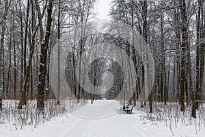 Winter landscape in Snowy winter park