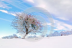 Winter landscape with solitary tree